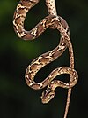 Common Cat Snake 02.jpg