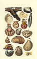 10. Clams, mussels & scallops