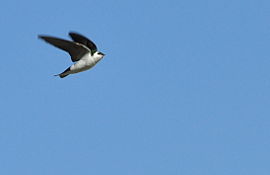 A violet-green swallow in flight Concrete, WA - swallow 02A.jpg