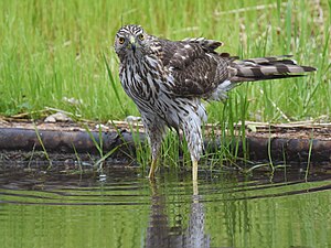 Cooper's Hawk