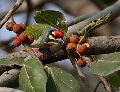 390px-Coppersmith_Barbet_%28Megalaima_haemacephala%29_feeding_on_Ficus_benghalensis_W_IMG_4366.jpg