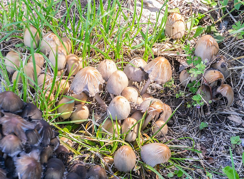 File:Coprinellus micaceus in Isere (2).jpg