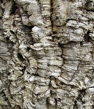 Cork - bark in Portugal