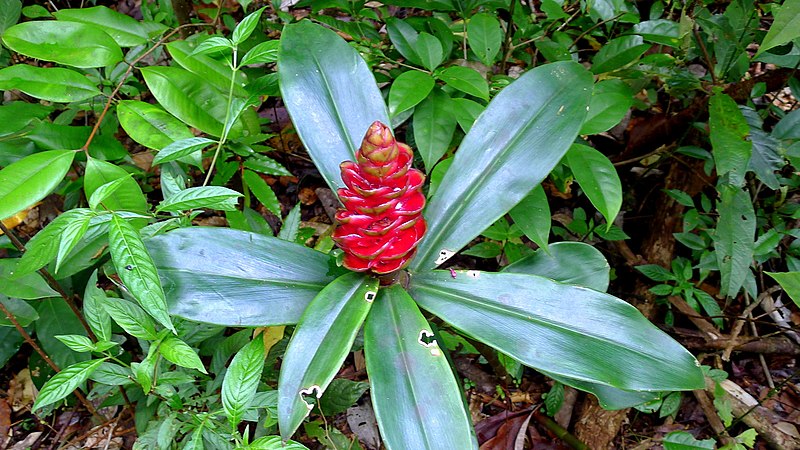 File:Costus spiralis (Jacq.) Roscoe (10466626713).jpg