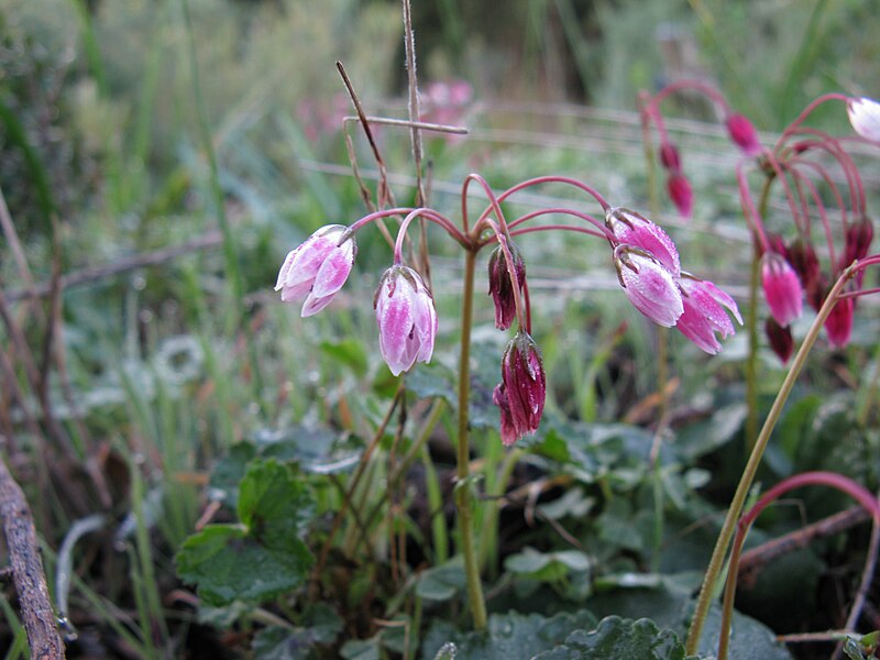 File:Crassula capensis Cape snowdrop 9817.jpg