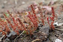 Crassula tillaea kz05.jpg