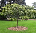 Crataegus succulenta, RBGE 2008.jpg 