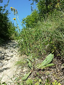 Crepis pannonica sl2.jpg