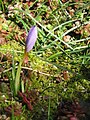 Crocus longiflorus opening