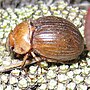 Thumbnail for Cromwell chafer beetle