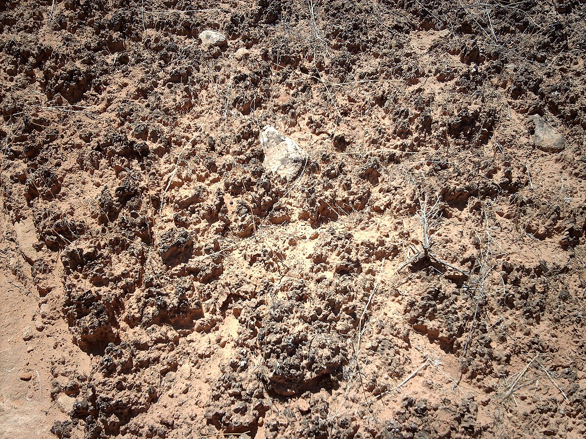 sandy soil wikipedia