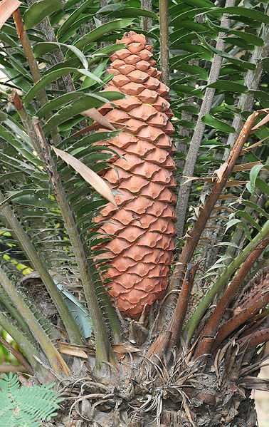 File:Cycad cone.jpg