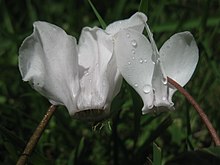 Two species of cyclamen: without auricle (left); with auricles at bases of petals (right) Cyclamen auricles.jpg