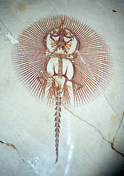 File:Cyclobatis.jpg