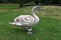 * Nomination Young swan in Colmar (Haut-Rhin, France). --Gzen92 10:26, 12 October 2018 (UTC) * Promotion  Support Good quality. --Poco a poco 17:29, 12 October 2018 (UTC)