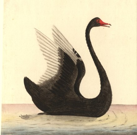 Drawing published in 1792. Entitled Black Swan, native name "Mulgo", it is attributed to the Port Jackson Painter.