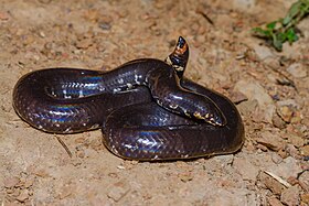 Cylindrophis jodiae, Jodi’s pipe snake - Kaeng Krachan District.jpg