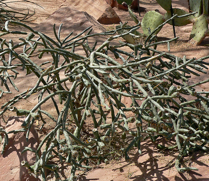 File:Cylindropuntia arbuscula 1.jpg