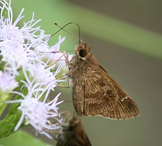 <i>Cymaenes trebius</i> Species of butterfly