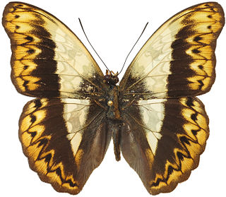 <i>Cymothoe herminia</i> species of insect