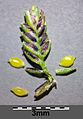 Spikelet with fruits