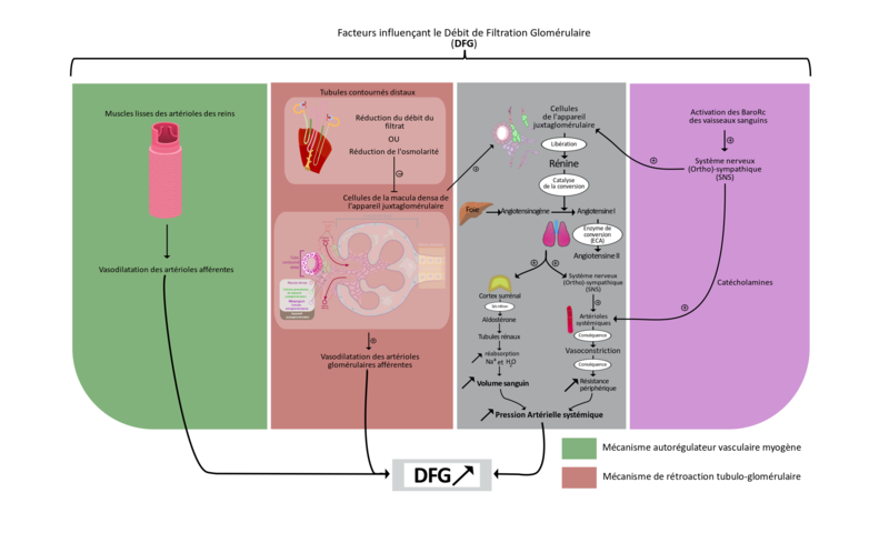 File:Débit de Filtration Glomérulaire librsvg.png