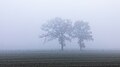 * Nomination Trees in the fog in the Dernekamp hamlet, Kirchspiel, Dülmen, North Rhine-Westphalia, Germany --XRay 03:52, 19 November 2023 (UTC) * Promotion  Support Good quality. --Johann Jaritz 04:35, 19 November 2023 (UTC)