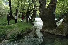 A group of hikers walking along a river among Platanus orientalis trees