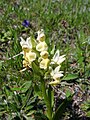 Dactylorhiza sambucina Germany - Simonswald