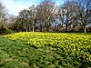 Daffodils in Cassiobury Park