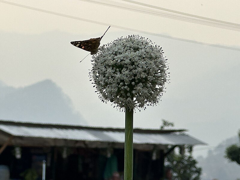 File:Dancing dandelions.jpg