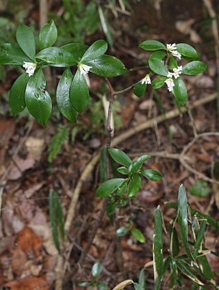 <i>Daphne kiusiana</i> Species of shrub