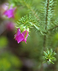 Darwinia leiostyla