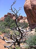 Dead tree near Broken Arch