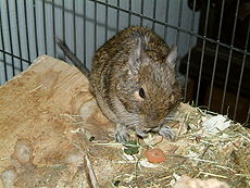 Degu (Octodon degus)