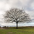* Nomination Delleboersterheide, nature reserve of the It Fryske Gea. Solitary Oak. --Agnes Monkelbaan 05:57, 31 January 2020 (UTC) * Promotion  Support Good quality -- Johann Jaritz 06:07, 31 January 2020 (UTC)