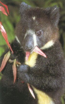 Dendrolagus mbaiso, a tree kangaroo species first described by Flannery.