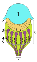 Diagram of spider grate eye.svg