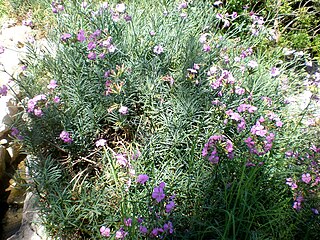 <i>Dianthus rupicola</i> Species of plant in the genus Dianthus