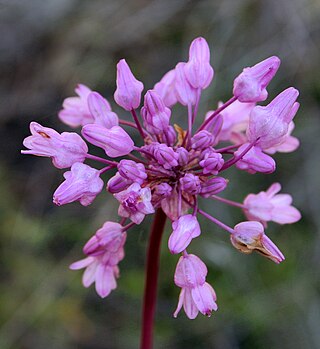 <i>Dichelostemma</i> Genus of flowering plants