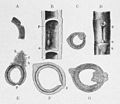 Die Gartenlaube (1883) b 389 2.jpg Fig. 4. Längs- und Querschnitte von Imbauba-Zweigen