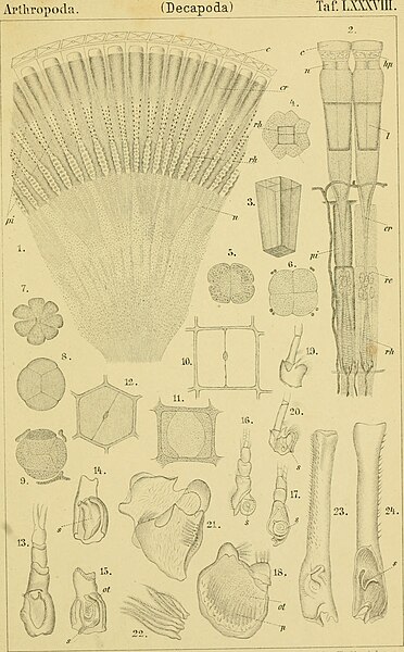 File:Die Klassen und Ordnungen der Arthropoden - wissenschaftlich dargestellt in Wort und Bild (1866) (20929532235).jpg