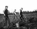 Image 12Three men digging for potatoes in Ahascragh, County Galway (Circa 1900) (from Culture of Ireland)