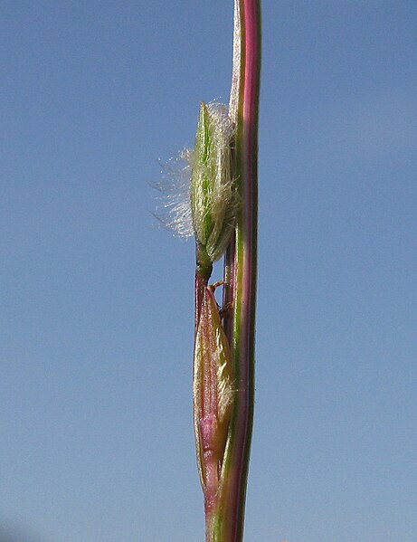 File:Digitaria divaricatissima42 spikelet8 - Flickr - Macleay Grass Man.jpg