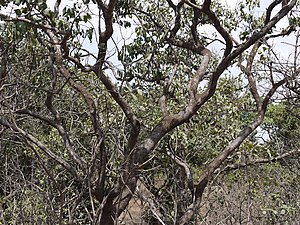 Vue de l'arbre en juin en Inde.