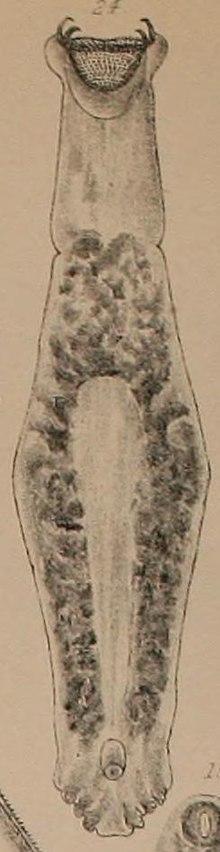 Illustration of "Diplectanum aequans"
