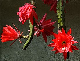 Disocactus ackermannii