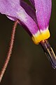 Dodecatheon poeticum