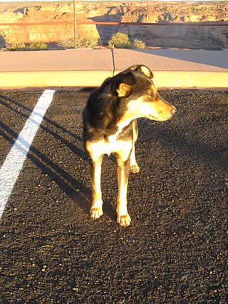 <span class="mw-page-title-main">Rez dog</span> Dog living on Indigenous territory in the United States and Canada