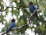 Dollarbird توسط N.A. Nazeer.jpg